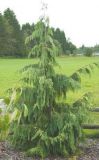 Chamaecyparis nootkatensis 'Pendula' - Hnge-Nootkazypresse