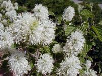 Fothergilla major - Federbuschstrauch