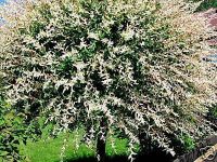 Salix integra  'Hakuro Nishiki' - Japanische Harlekinweide