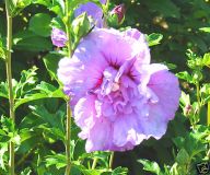 Hibiscus syriacus 'Lavender Chiffon' - Garten-/Strauch -Eibisch
