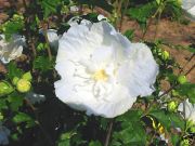 Hibiscus syriacus 'White Chiffon' - Garten-/Strauch -Eibisch